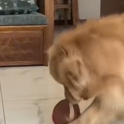 Petsume™ Interactive Squeaky Dog Ball Toy