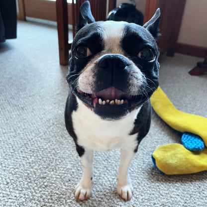 Petlori TrustyChew™