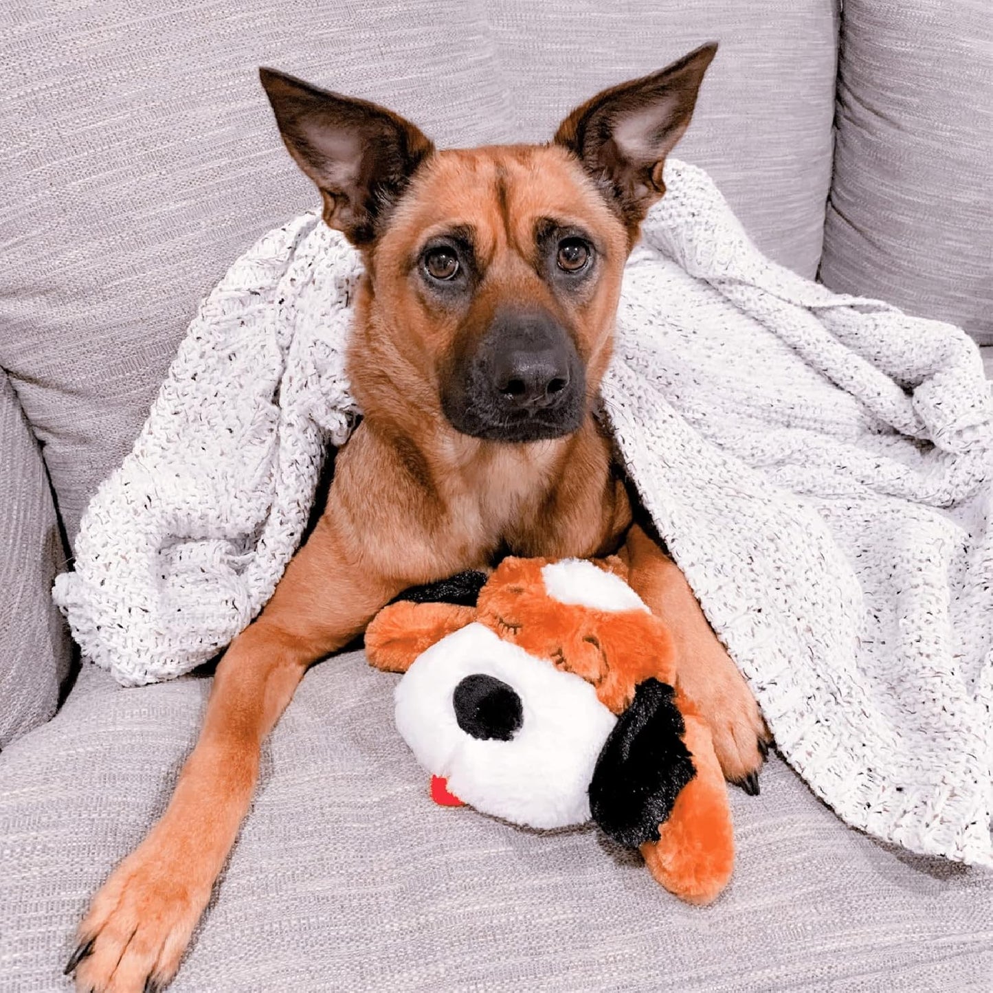 Petlori CalmiPup