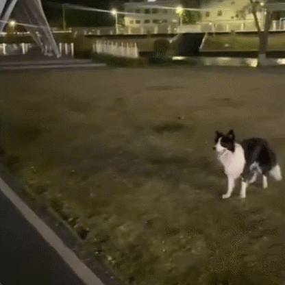 Petsume™ Zoomigo Herding Ball