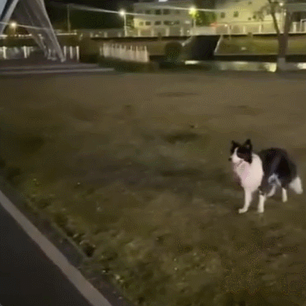 Petsume™ Zoomigo Herding Ball