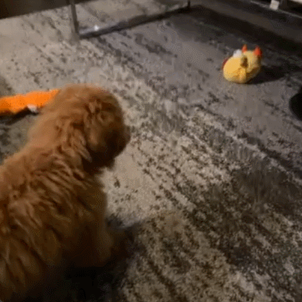 Petsume™ Zoomigo Jumping Chicken