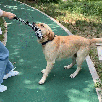 Petlori™ TrustyChew Spotted Series