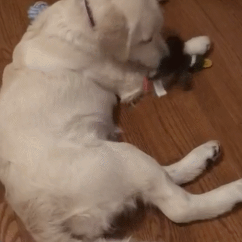 Petlori™ TrustyChew Wild Duck 18''